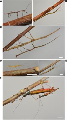 Age and Appearance Shape Behavioral Responses of Phasmids in a Dynamic Environment